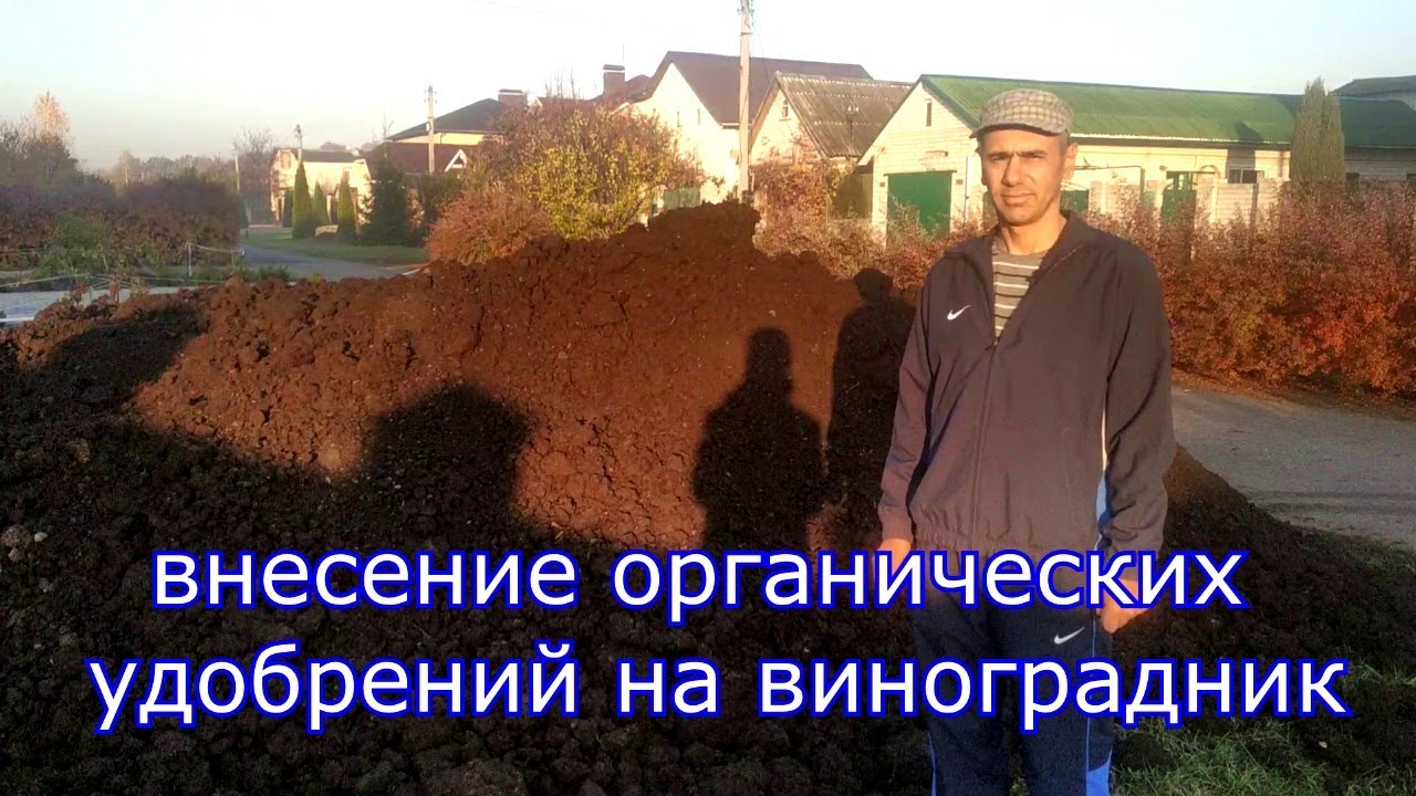 Внесение органических удобрений на виноградник.