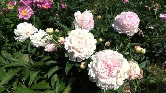 Пион ЖАННО / Paeonia JEANNOT: ОБЗОР, ОПИСАНИЕ, ЦВЕТЕНИЕ, ОТЗЫВ