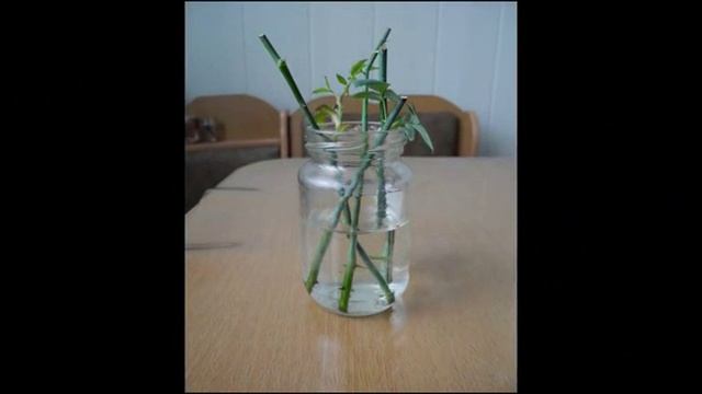 Как правильно укоренить розы из букета в воде