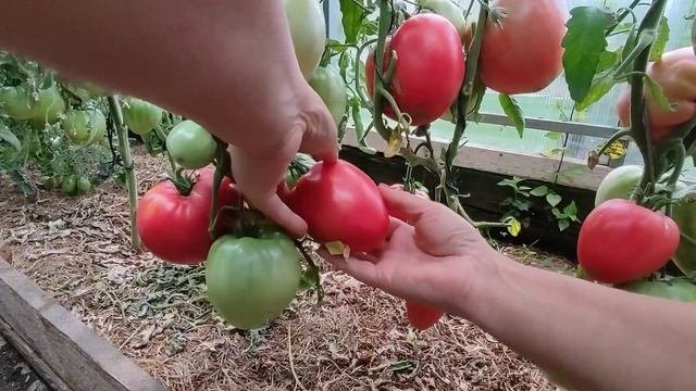 Сорт томата - Гребень розовый ?