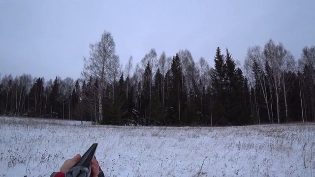 Охота на зайца с гончими. Яркая охота и куча эмоций