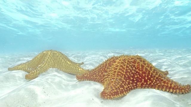 Умиротворяющий шум моря.