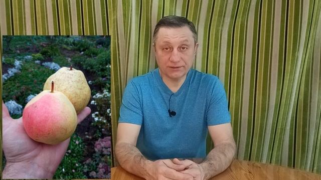 Султан - сорт груши