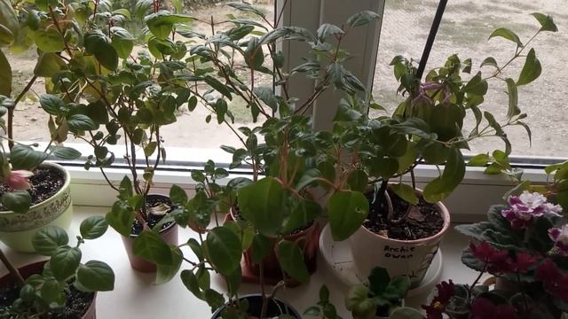 МОИ ФУКСИИ ! ЗИМОВКА НА ПОДОКОННИКЕ ! КАК СОХРАНЯЮ!!!!