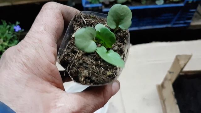 ВИОЛА. выращивание из семян. ЛЕГКО. сроки. как вырастить виолу из семян. виола из семян. виола