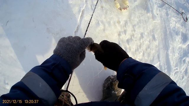 ЧТО ЭТО ТАКОЕ?! Ловля щуки на хапугу зимой. Рыбалка на амуре. Зимняя рыбалка 2021 на хлопок