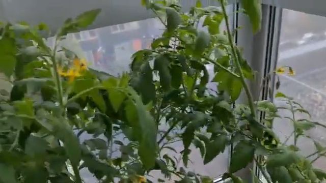 Как опылить помидоры в домашних условиях ?