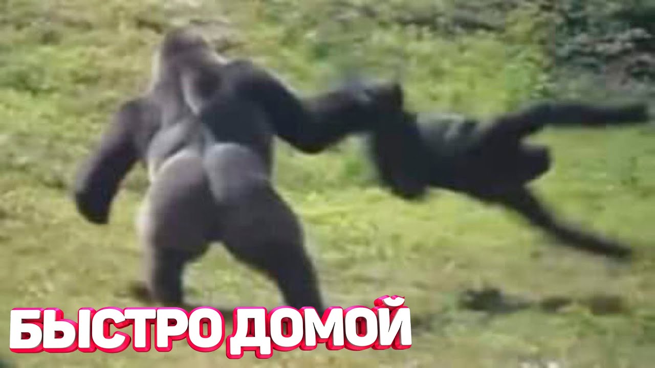 Подборка приколов Я ржал до слез ? 30 Минут смеха 2023 Смешные видео - Лучшие ПРИКОЛЫ