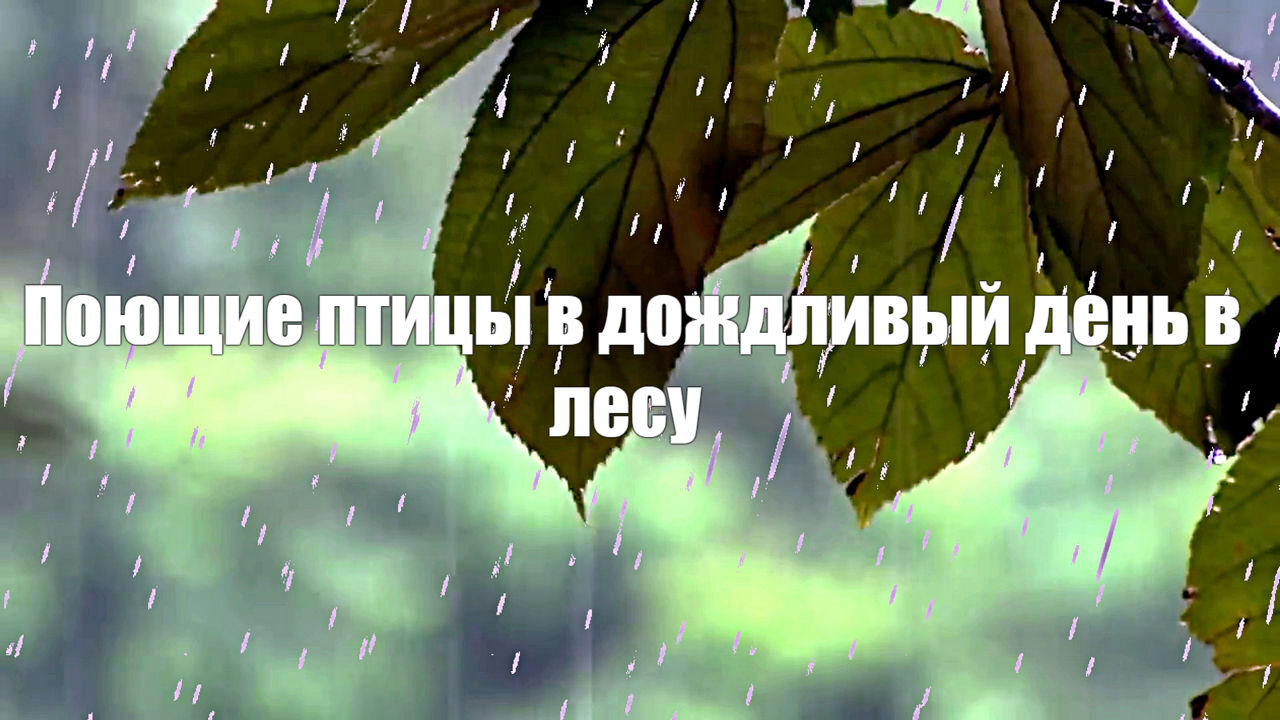 Поющие птицы в дождливый день в лесу наполненным звуками природы для отдыха