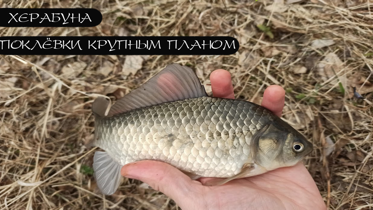 Карась на тесто. Херабуна.