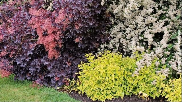 ❀ Кустарники в ландшафте сада. Садовые композиции из кустарников
