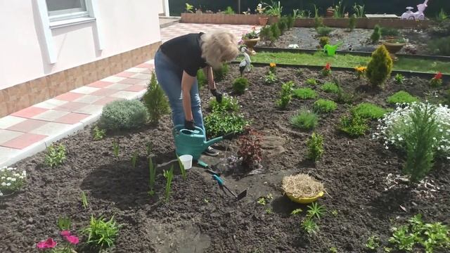 Как сажать пузыреплодник