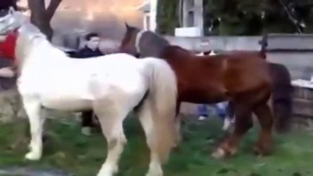 horse breeding, donkey mating, animal mating, horse mating, stallion horse mating,