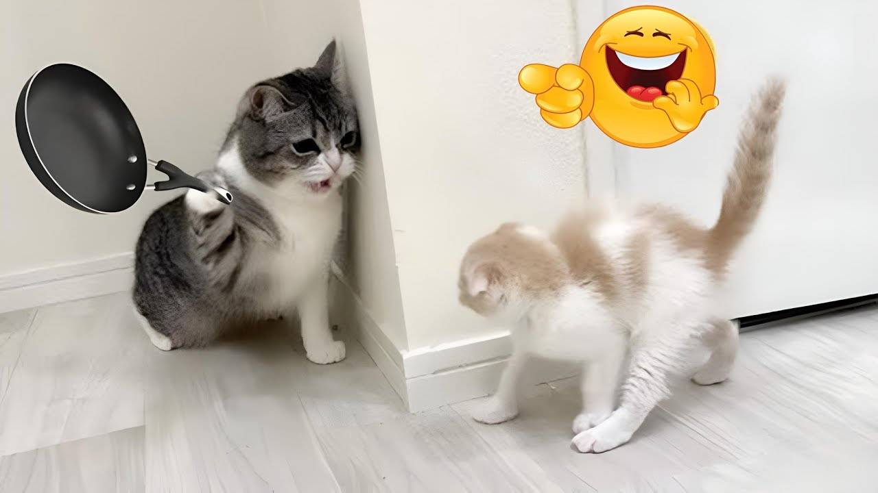 Смешные животные! Приколы с котами и собаками!