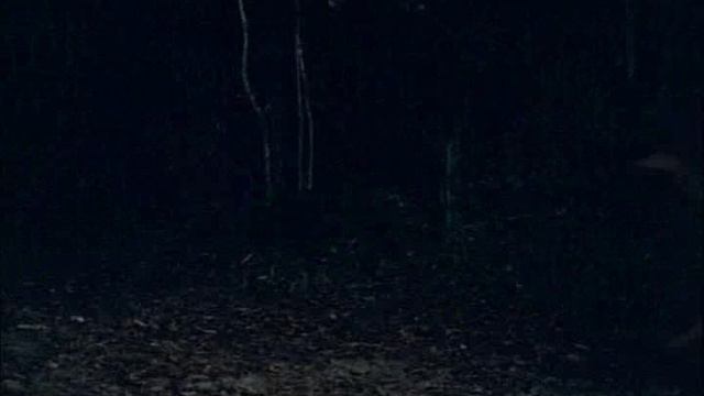 BBC_Прогулки с динозаврами.В стране гигантов.