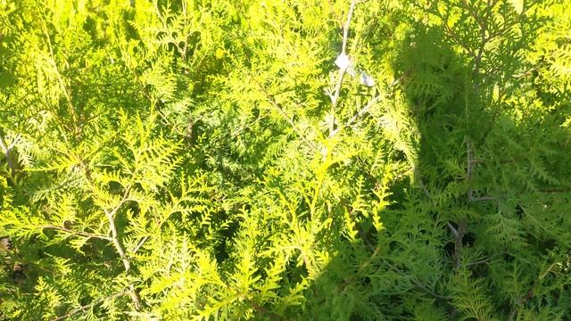 три сорта туй Западной для быстрой и неприхотливой и красивой изгороди  )