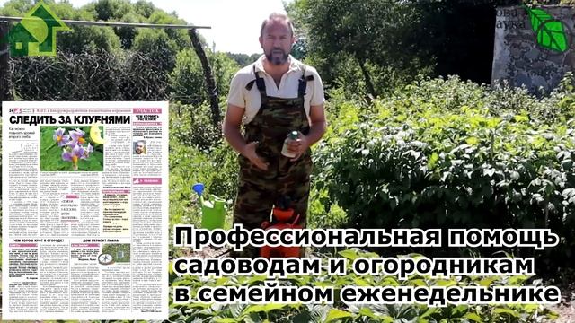 ОБРАБОТКА ЗЕМЛЯНИКИ САДОВОЙ КЛУБНИКИ ПОСЛЕ СБОРА УРОЖАЯ. Санация клубничника от болезней и клеща.