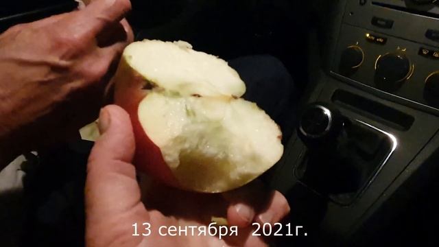 Яблоня ПАМЯТЬ УЛЬЯНИЩЕВА