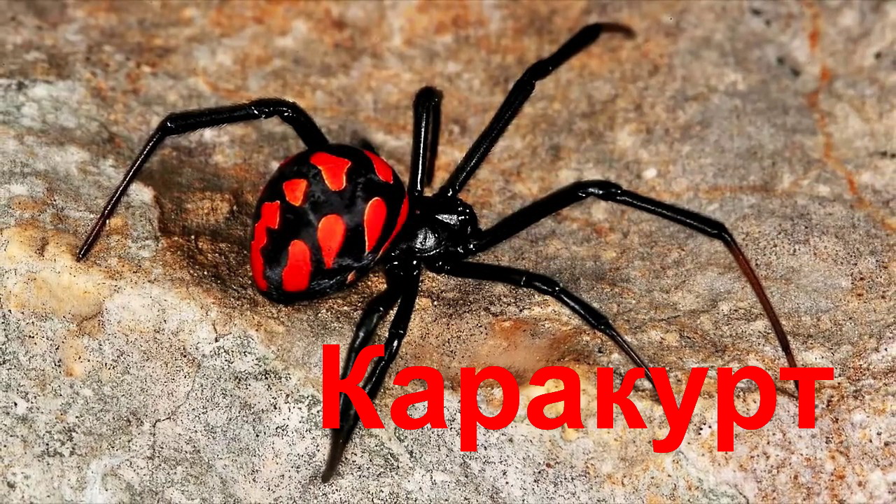 Паук Каракурт. Интересные факты