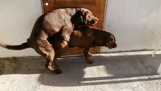Labrador Retriever mating.Вязка Лабрадор Ретривер (+18)