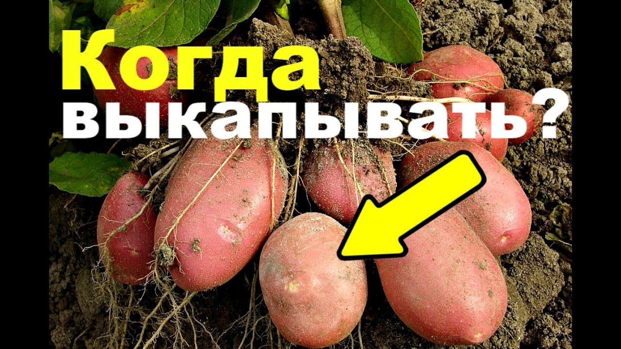 Когда лучше выкапывать картофель? Советы профессионала!