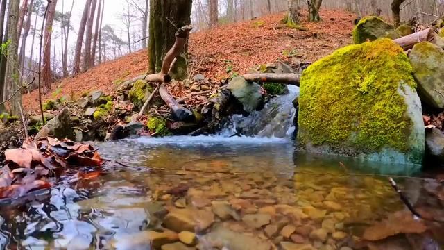 Лечебные звуки природы. Пение птиц в лесу. Звуки природы. Звук реки в лесу. Звуки природы для сна