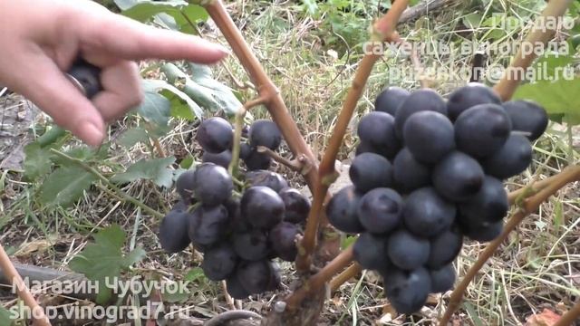 Неукрывной, морозостойкий столовый виноград "Евгения" и "Смакота" (Пузенко Наталья Лариасовна)