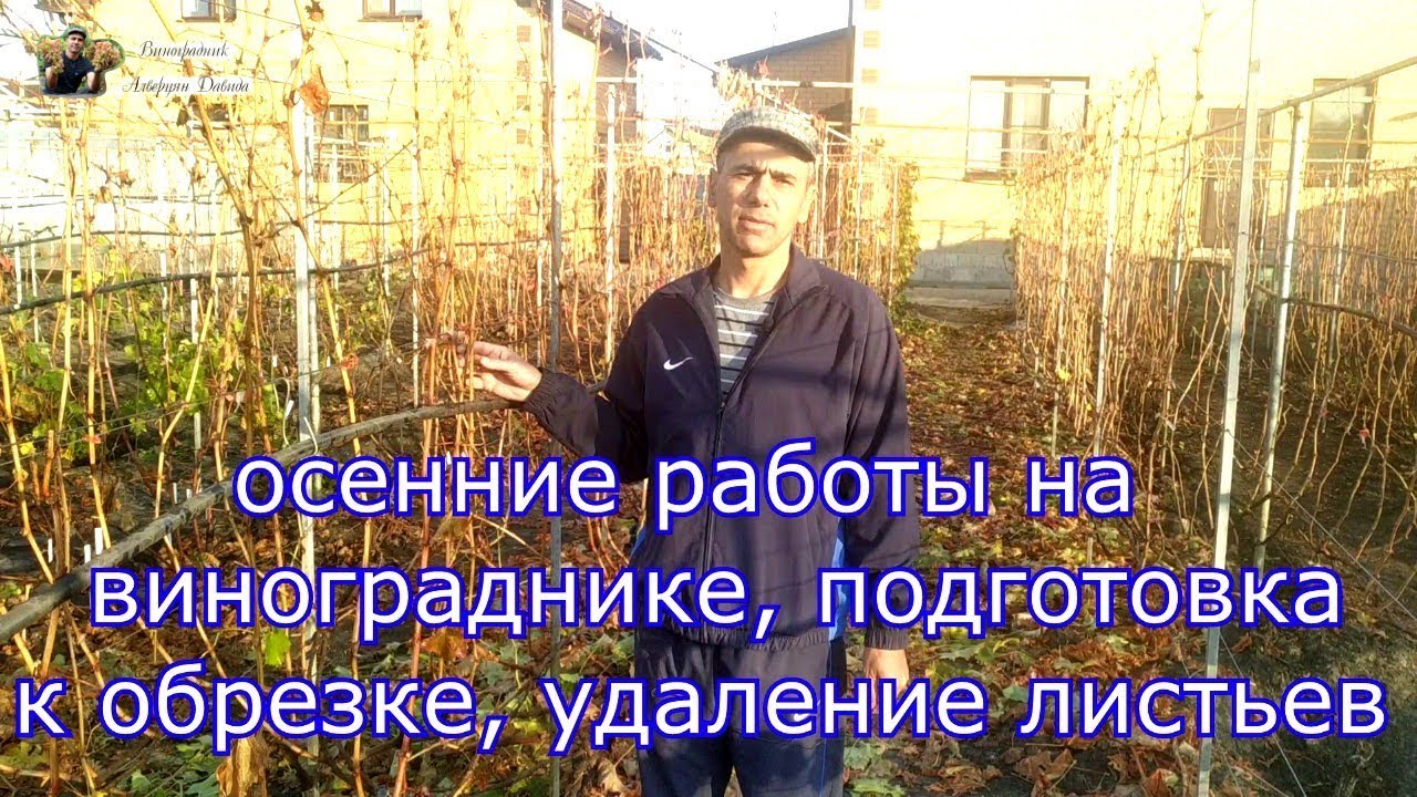 осенние работы на винограднике, подготовка к обрезке, удаление листьев.