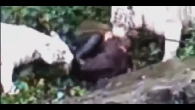 ЖЕСТЬ! Нападения животных на людей Подборка ч 2