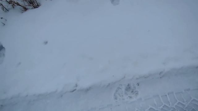 Охота на волка. Волчьей тропой.