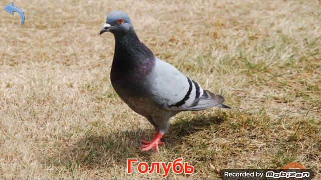 Карточки Домана Часть 4 Птицы!