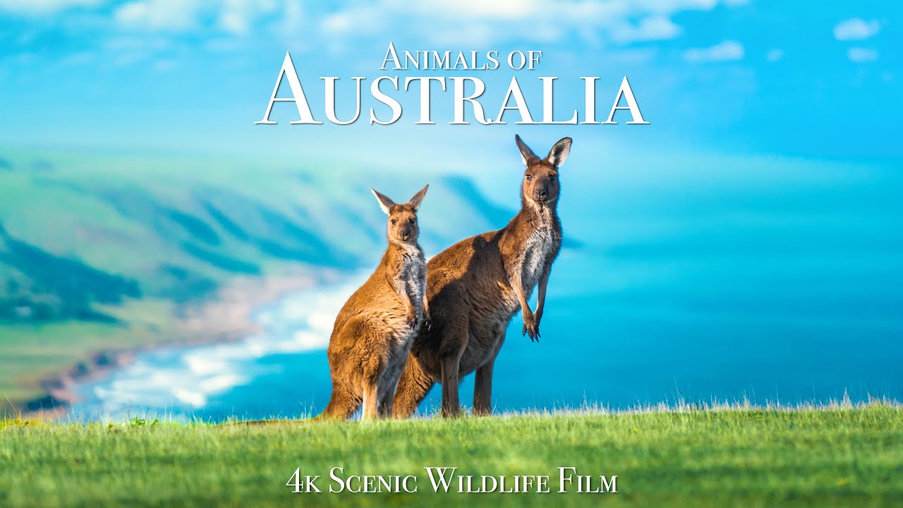 Животные Австралии В 4К Релакс Фильм
Animals of Australia 4K - Scenic Wildlife Film