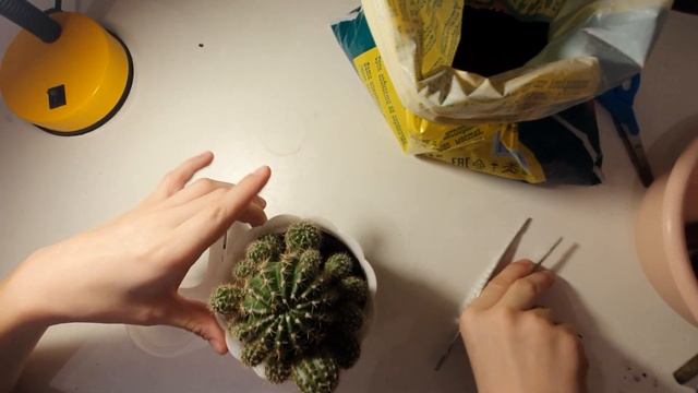 Как посадить кактус из отростка