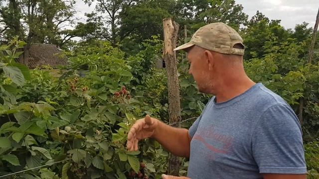 Небеса Могут Подождать летний сорт ежевики