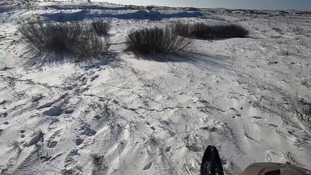 Охота на волка в Казахстане 2024 Первая волчица сезона #wolf #hunting