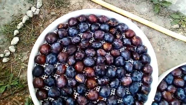 Сушка слив в электросушилке.