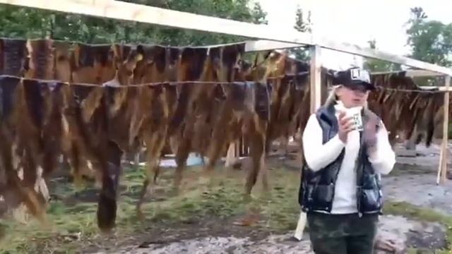 Сушат ламинарию