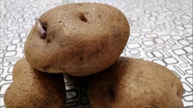 5 урожайных сортов картофеля в Сибири