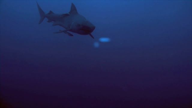 When Tiger Sharks Attack