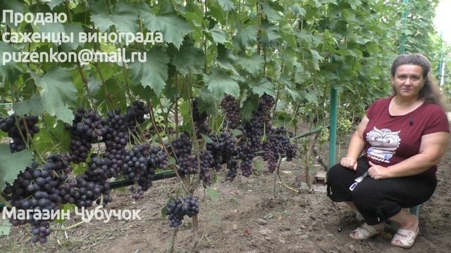 Виноград Багира- ультрараннего срока созревания (Пузенко Н.Л.)