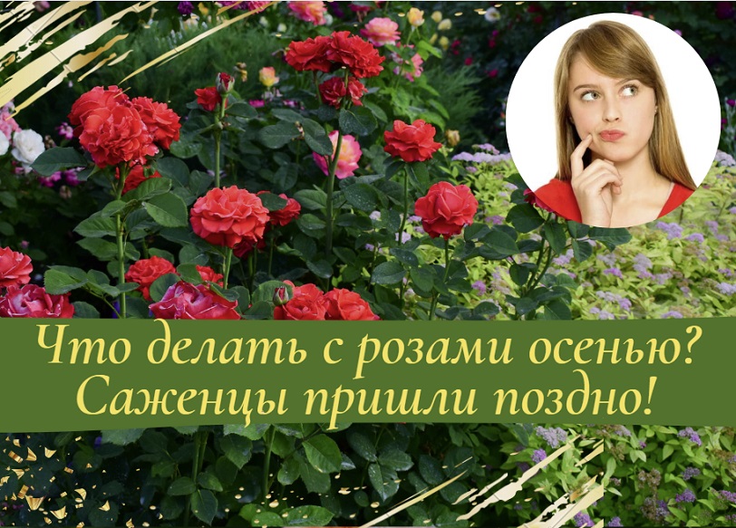 Что делать с розами осенью. Саженцы пришли поздно.