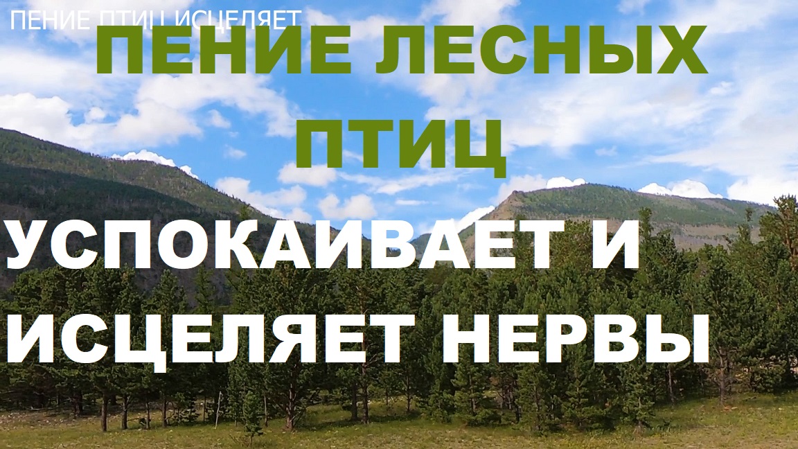 ПЕНИЕ ЛЕСНЫХ ПТИЦ МОЖНО СЛУШАТЬ ВЕЧНО.ПЕНИЕ СНИМАЕТ СТРЕСС,УСПОКАИВАЕТ НЕРВЫ,УЛУЧШАЕТСЯ НАСТРОЕНИЕ