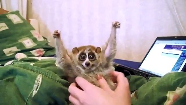 Лори - самые милые животные в мире