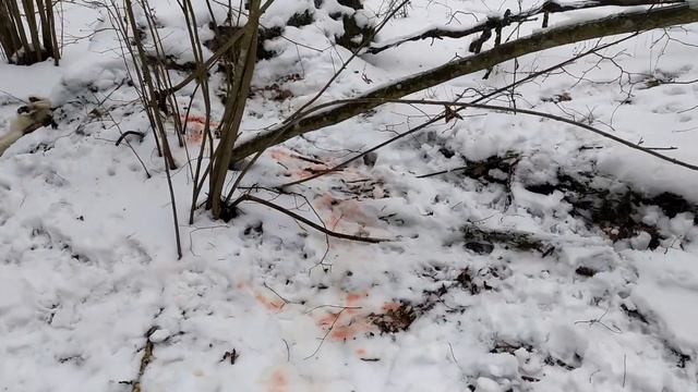Охота на волка. Волк задавил собаку на охоте, как это было....