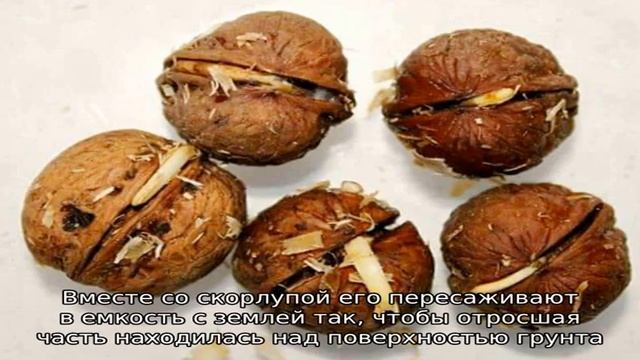 Как правильно прорастить грецкий орех в домашних условиях и пересадить его в грунт