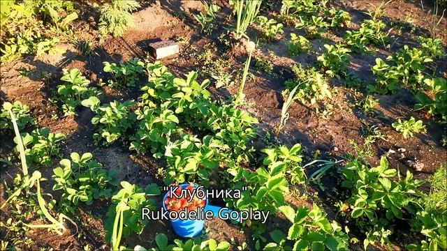 КЛУБНИКА Дачница любитель /// огородничество садоводство