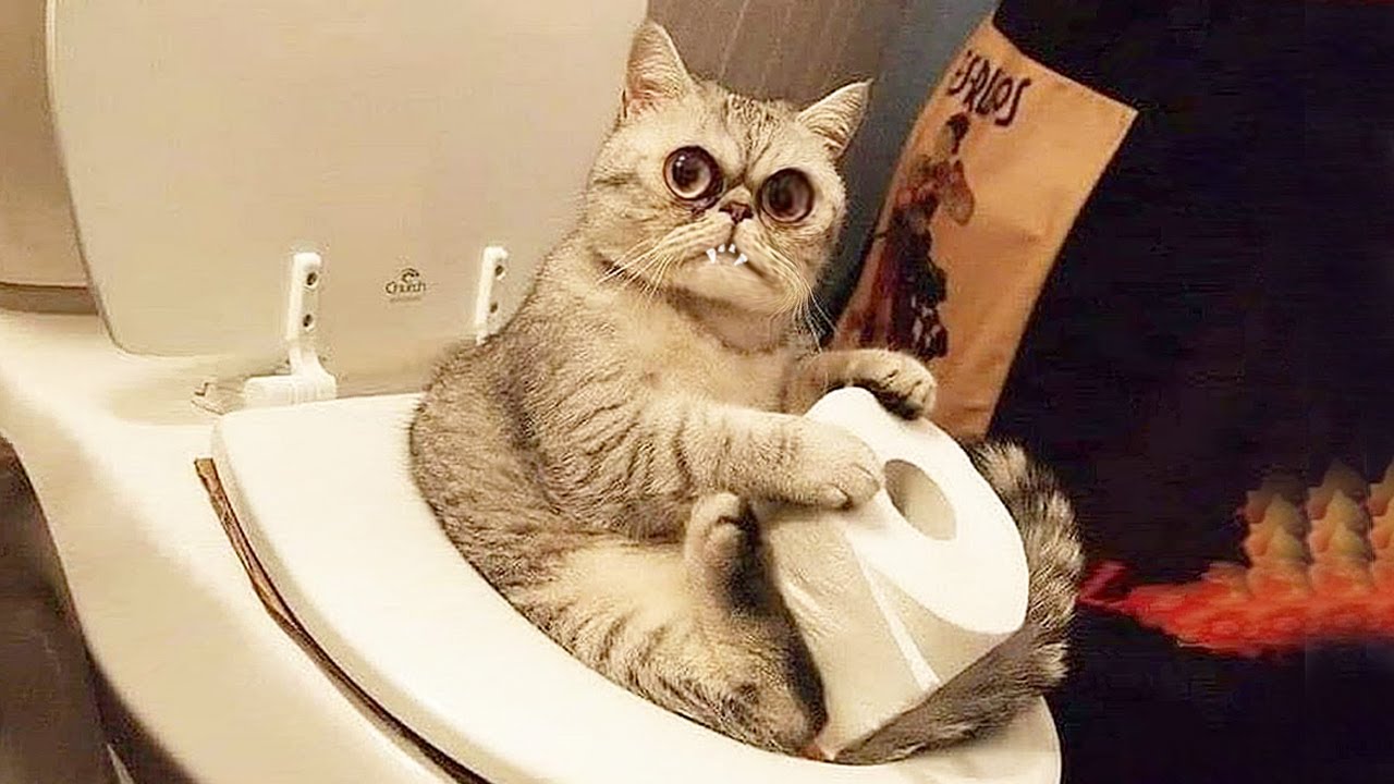 Приколы с озвучкой ! Смешные коты и собаки! С ОЗВУЧКОЙ! ПРИКОЛЫ С ЖИВОТНЫМИ!