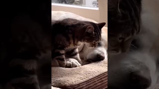 Я РЖАЛ ДО СЛЕЗ 😹 СМЕШНЫЕ КОШКИ И СОБАКИ. СМЕШНЫЕ ЖИВОТНЫЕ 😹 ЛУЧШИЕ ПРИКОЛЫ