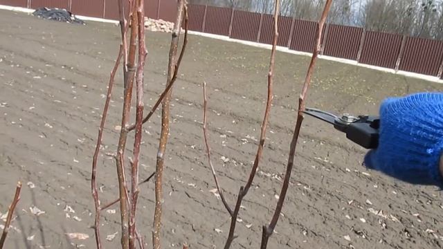 Обрезка саженцев высаженных осенью и весной. Как формировать грушу при посадке.