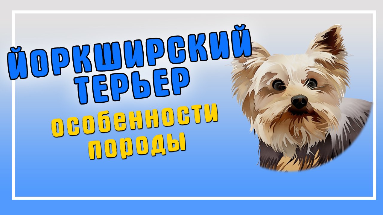 Йоркширский терьер. Особенности породы